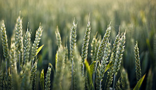 在线超级轰炸电话网页版